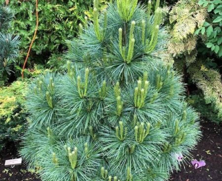 Pinus Wiethorst3 Сосна Шверіна Wiethorst