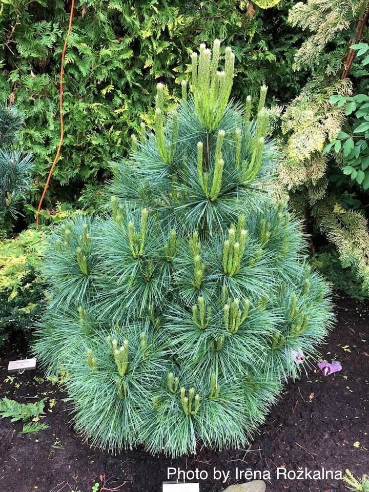 Pinus Wiethorst3