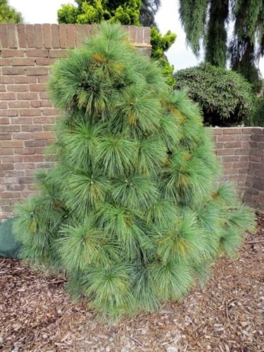 Pinus Wiethorst4
