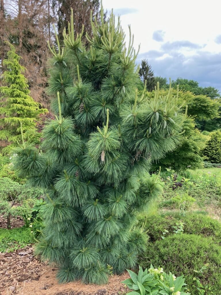 Pinus Wiethorst5