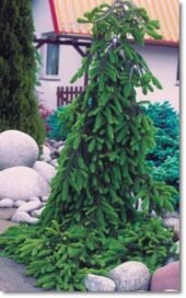 Ялиця Віча Pendula