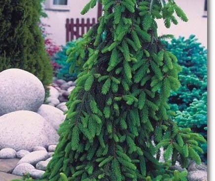 Ялиця Віча Pendula