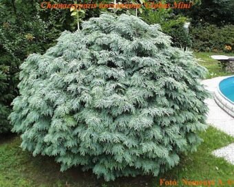 Кипарисовик Лавсона Silver Globus