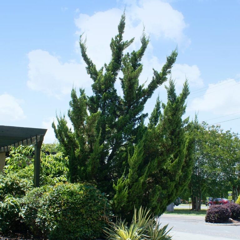 Juniperus Hollywood1