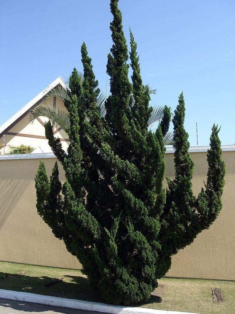 Juniperus Hollywood5