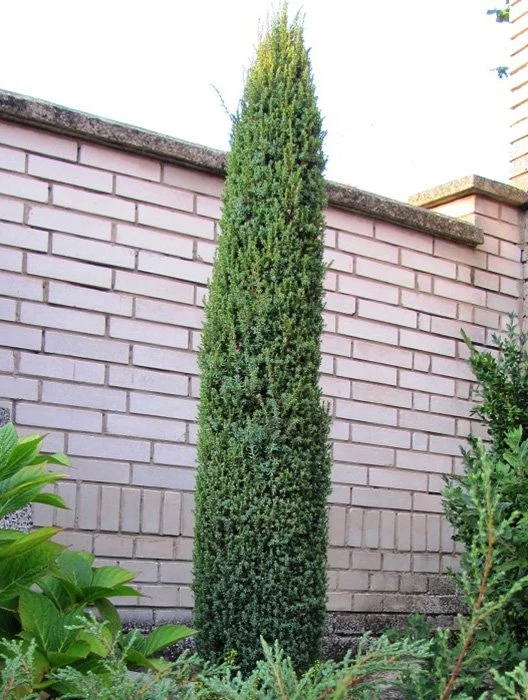 Juniperus Sentinel4
