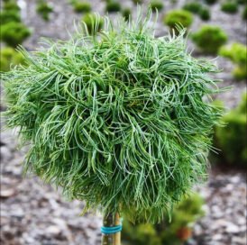 Сосна веймутова Green Twist