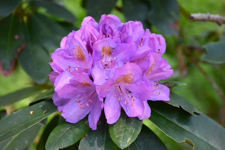 Rhododendron catawbiense Grandiflorum