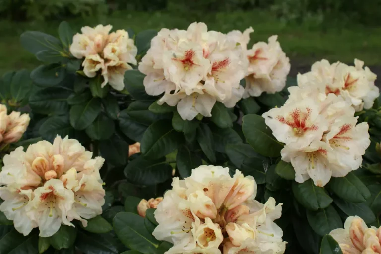 Rhododendron hybrid Goldbukett1