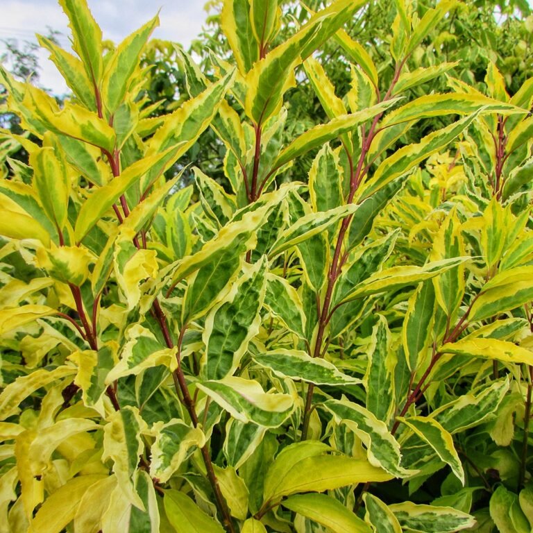 forsythia variegata