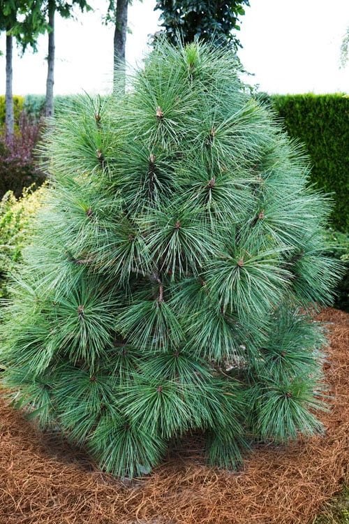 Pinus Jeffreyi Joppi2
