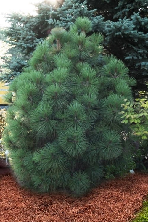 Pinus Jeffreyi Joppi3