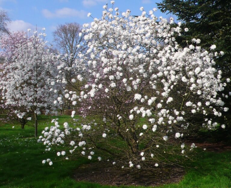 magnolia mag's pirouette