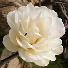 magnolia mag's pirouette1