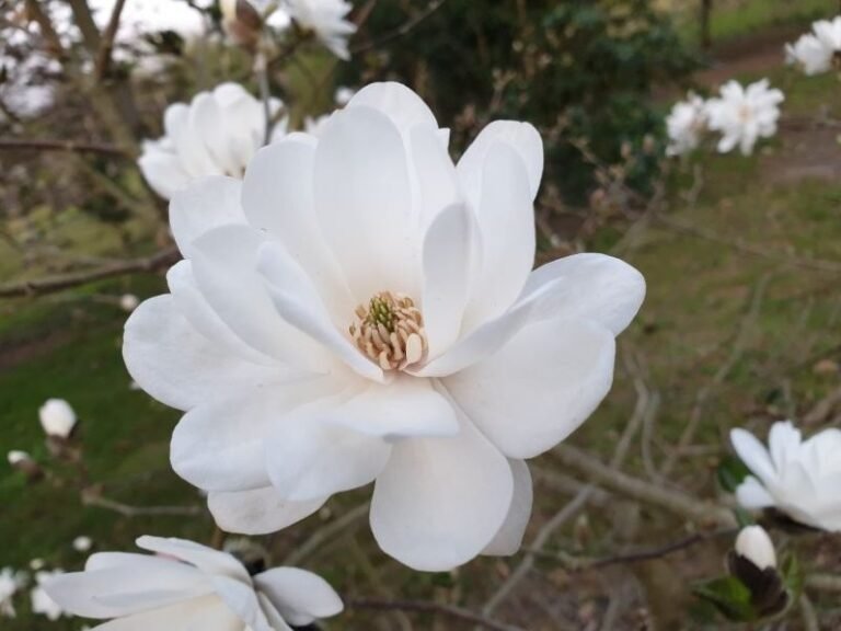 magnolia mag's pirouette2