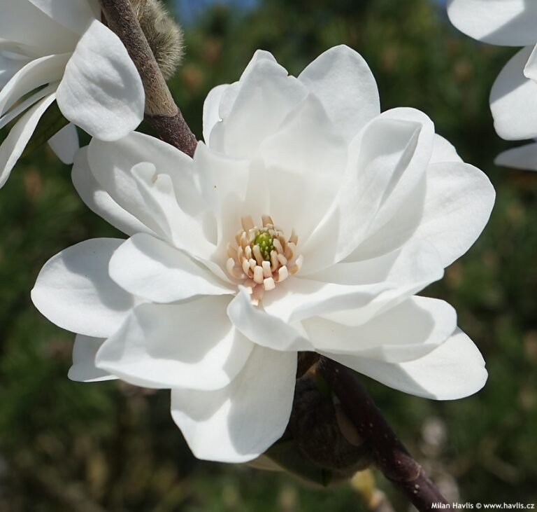 magnolia mag's pirouette3