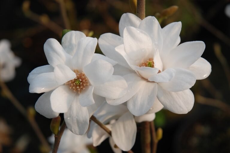 magnolia mag's pirouette6