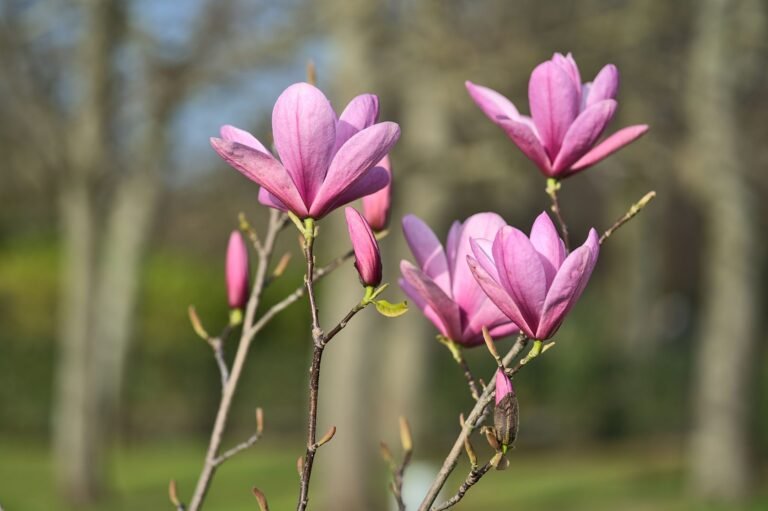Closeup view of purple Chinese magnolia (Magnolia Liliiflora Nigra) tree blossoms blooming on university campus, Dublin, Ireland