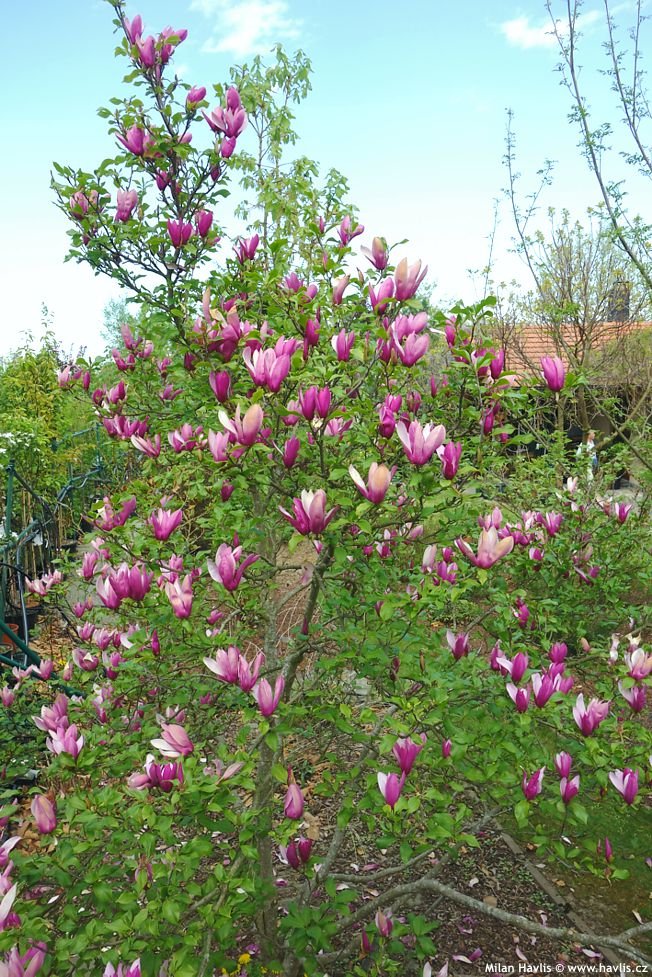 magnolia nigra2