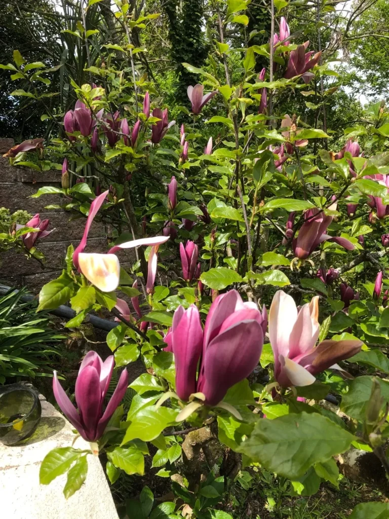 magnolia nigra4