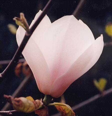 magnolia pink goblet