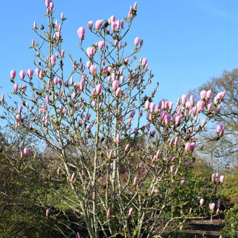 magnolia pink goblet1