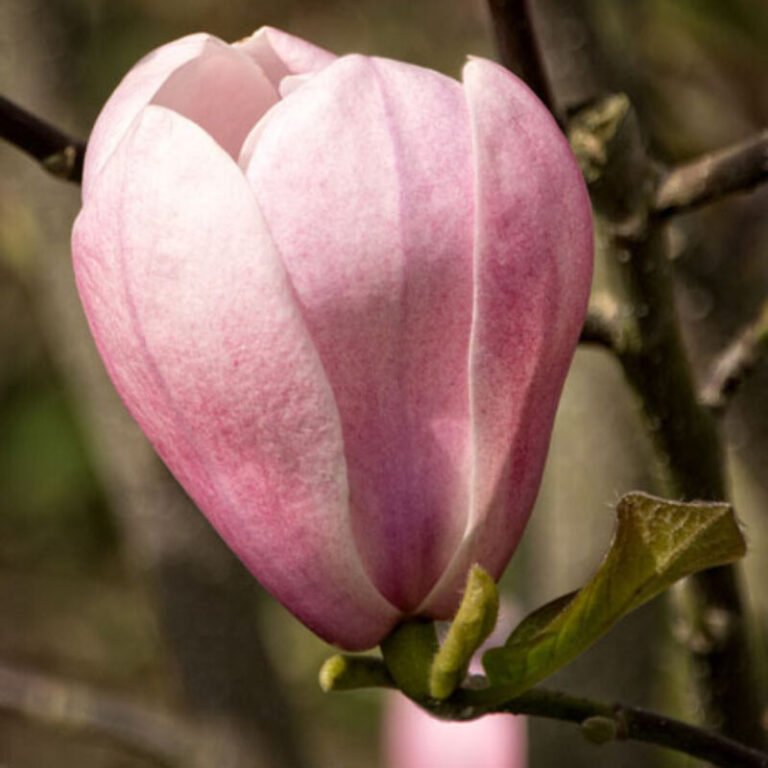 magnolia pink goblet2