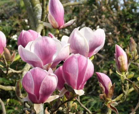 Магнолія гібридна Pink Goblet