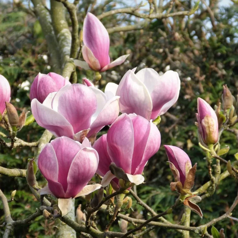 magnolia pink goblet3