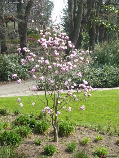magnolia pink goblet4