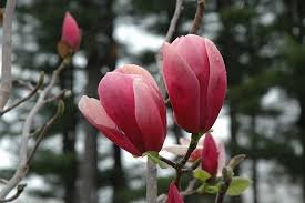 magnolia rose marie