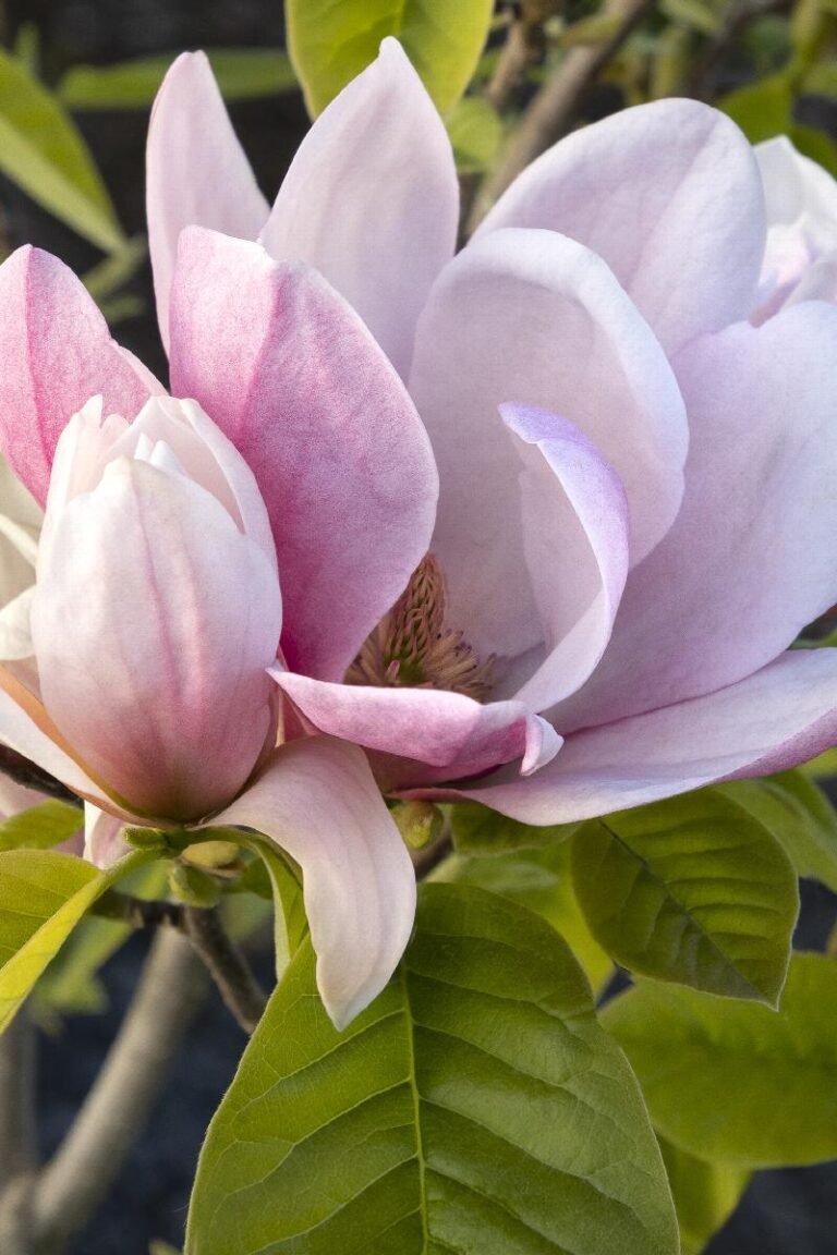 magnolia rose marie1