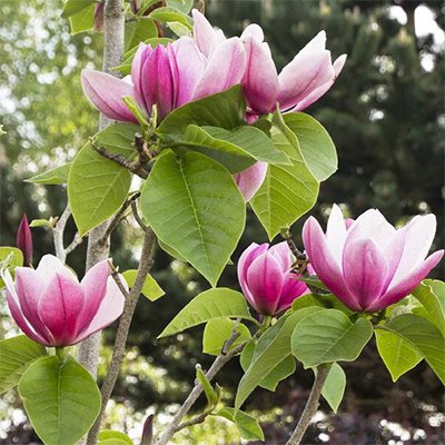 magnolia rose marie2