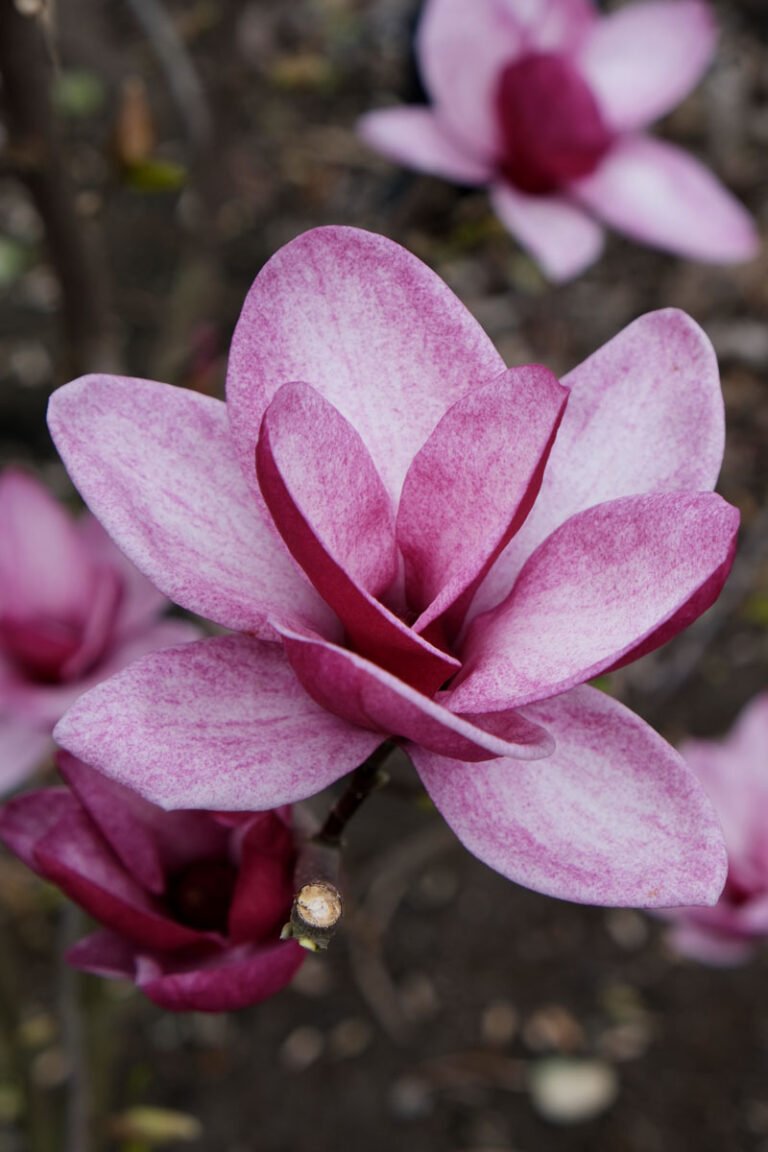 magnolia starburst2