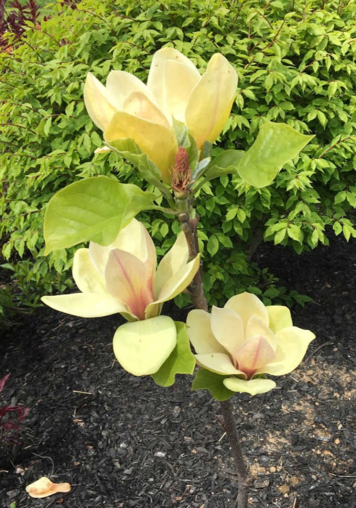magnolia sunsation1