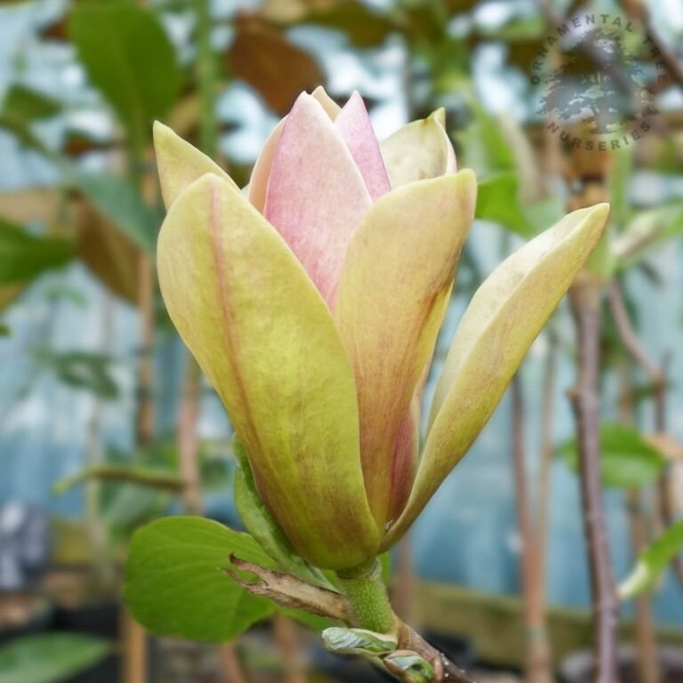 magnolia sunsation2