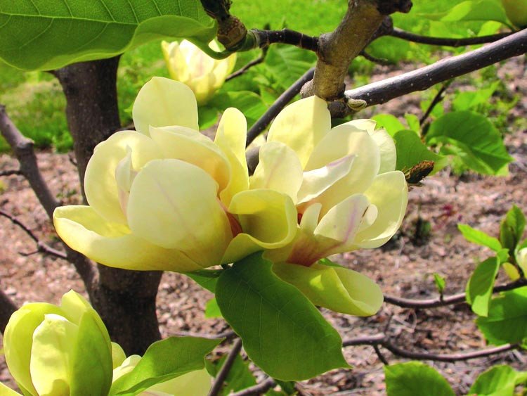 magnolia sunsation3