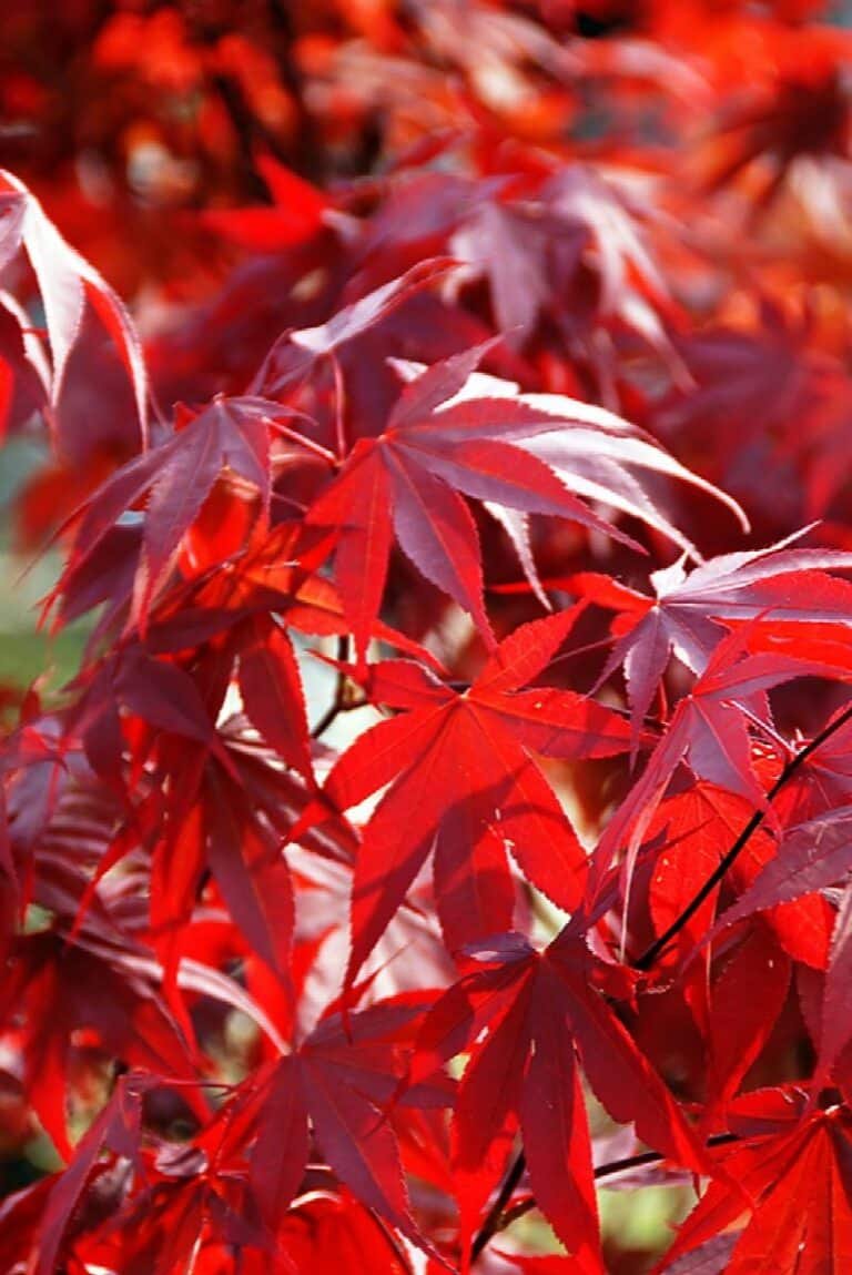 bright red japanese red ader palmatum maple leaves natural background