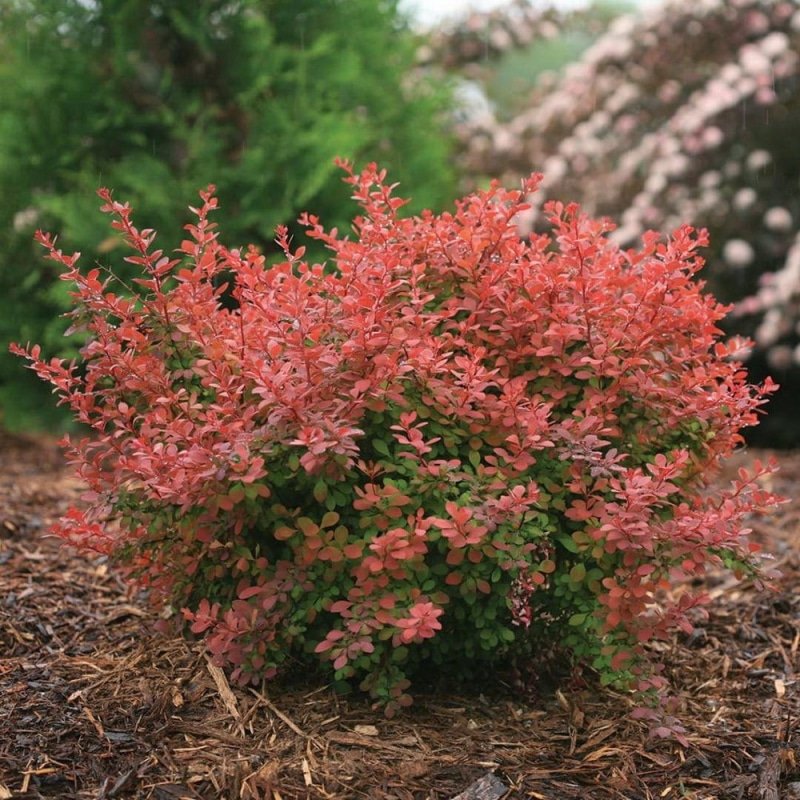 Барбарис Тунберга Coral