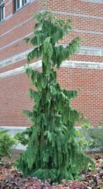 Кипарисовик нутканський Pendula