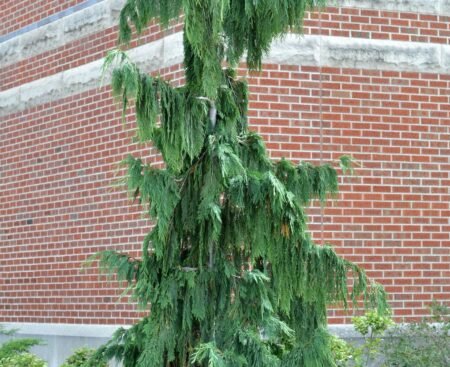Кипарисовик нутканський Pendula