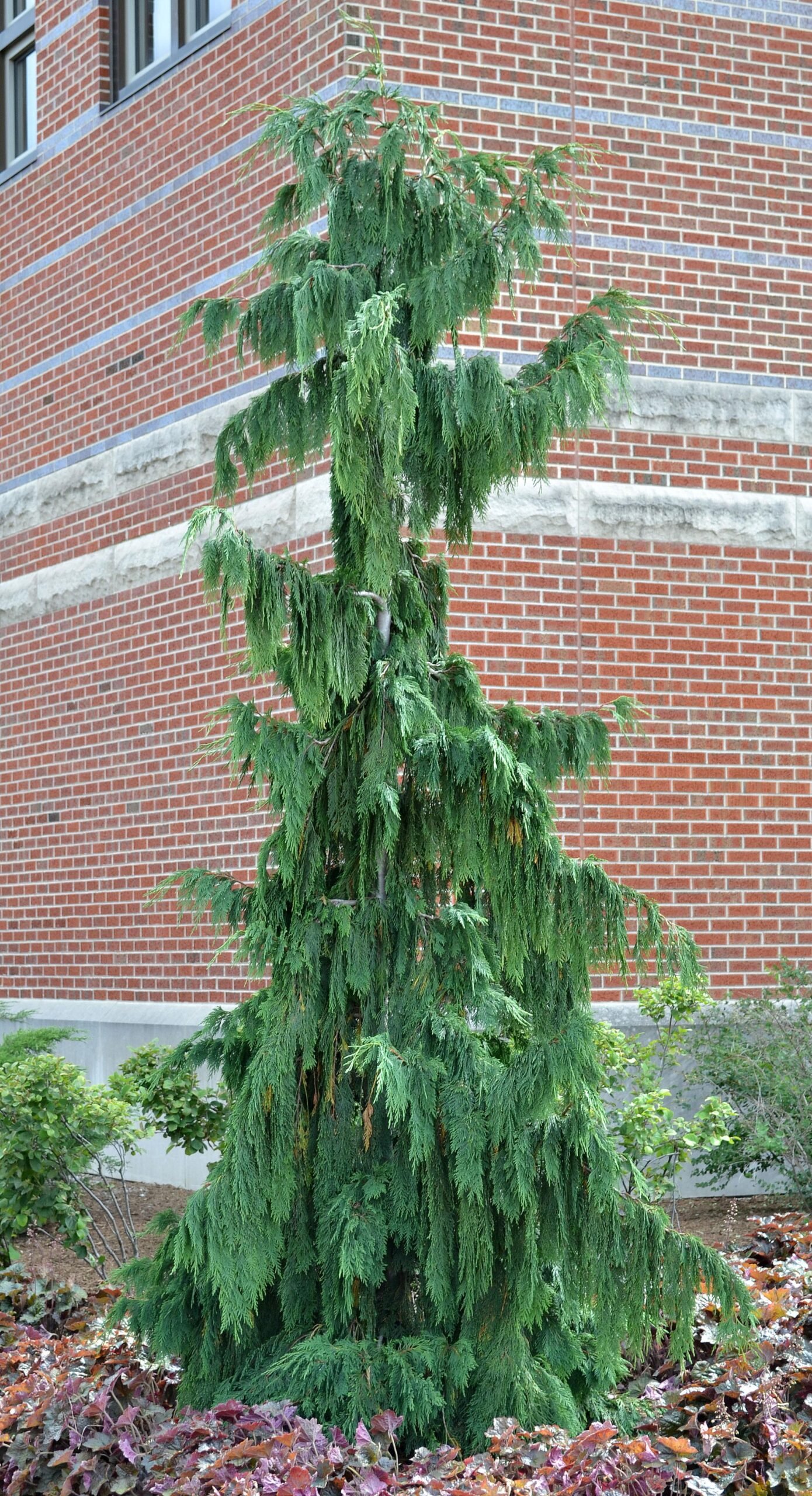 Кипарисовик нутканський Pendula