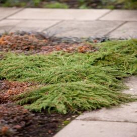 Ялівець звичайний Green Carpet