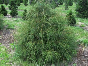 Туя західна Filiformis