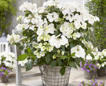 hydrangea bride Гортензія великолиста Blushing Bride