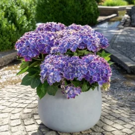 Гортензія великолиста Fayette Blue