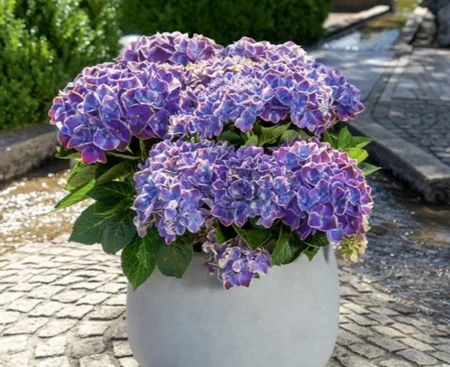 hydrangea fayette blue Гортензія великолиста Fayette Blue