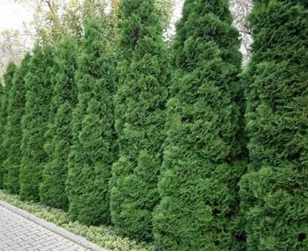 Туя західна Pyramidalis Compacta