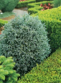 Кипарисовик горохоплідний Curly Tops