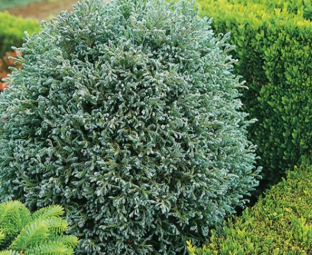 Кипарисовик горохоплідний Curly Tops
